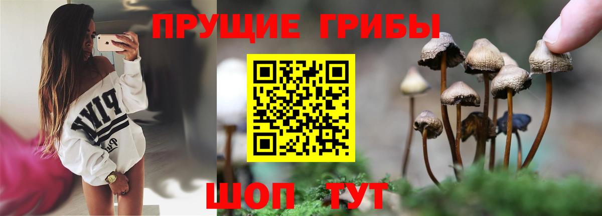 Псилоцибиновые грибы прущие грибы  Советский 